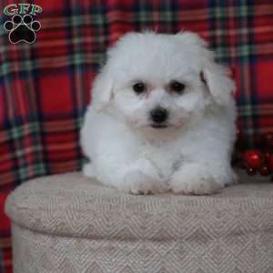 Gracie, Bichon Frise Puppy